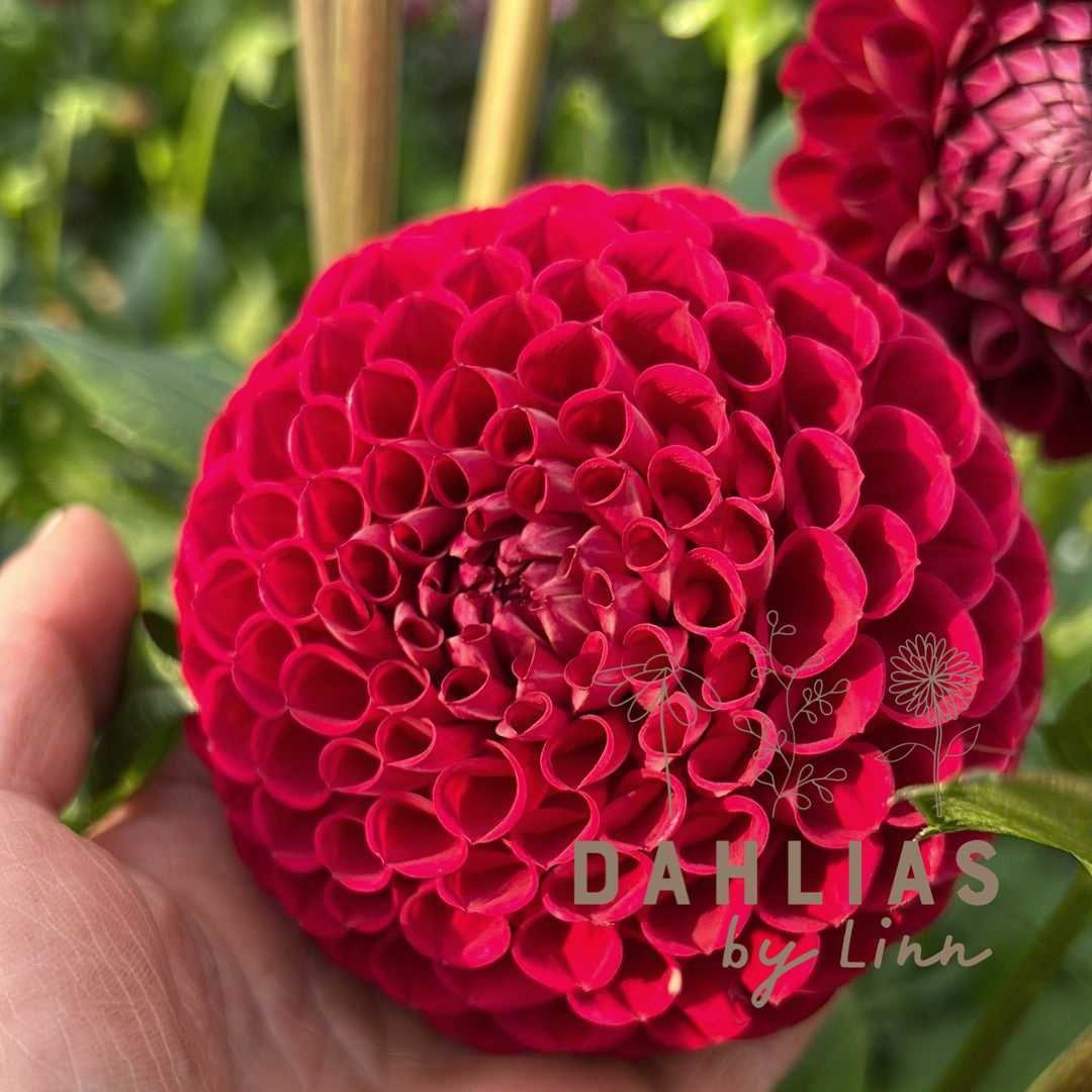 Dahlia Cornel