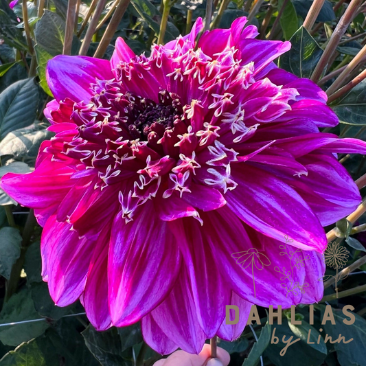 Dahlia Richard's Fortune