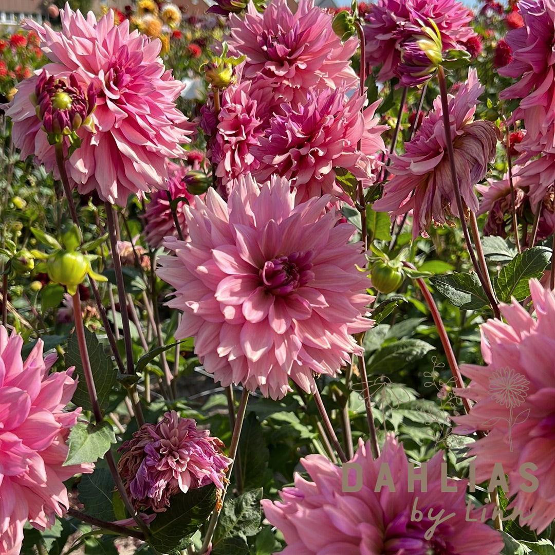 Dahlia La Belle Epoque max 5st per kund