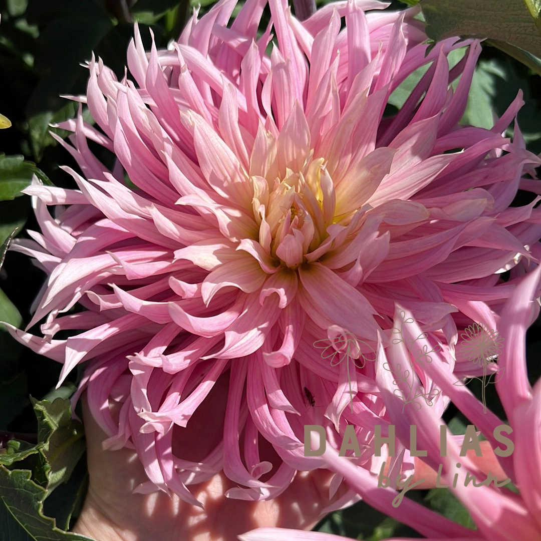Dahlia Hollyhill Cotton Candy