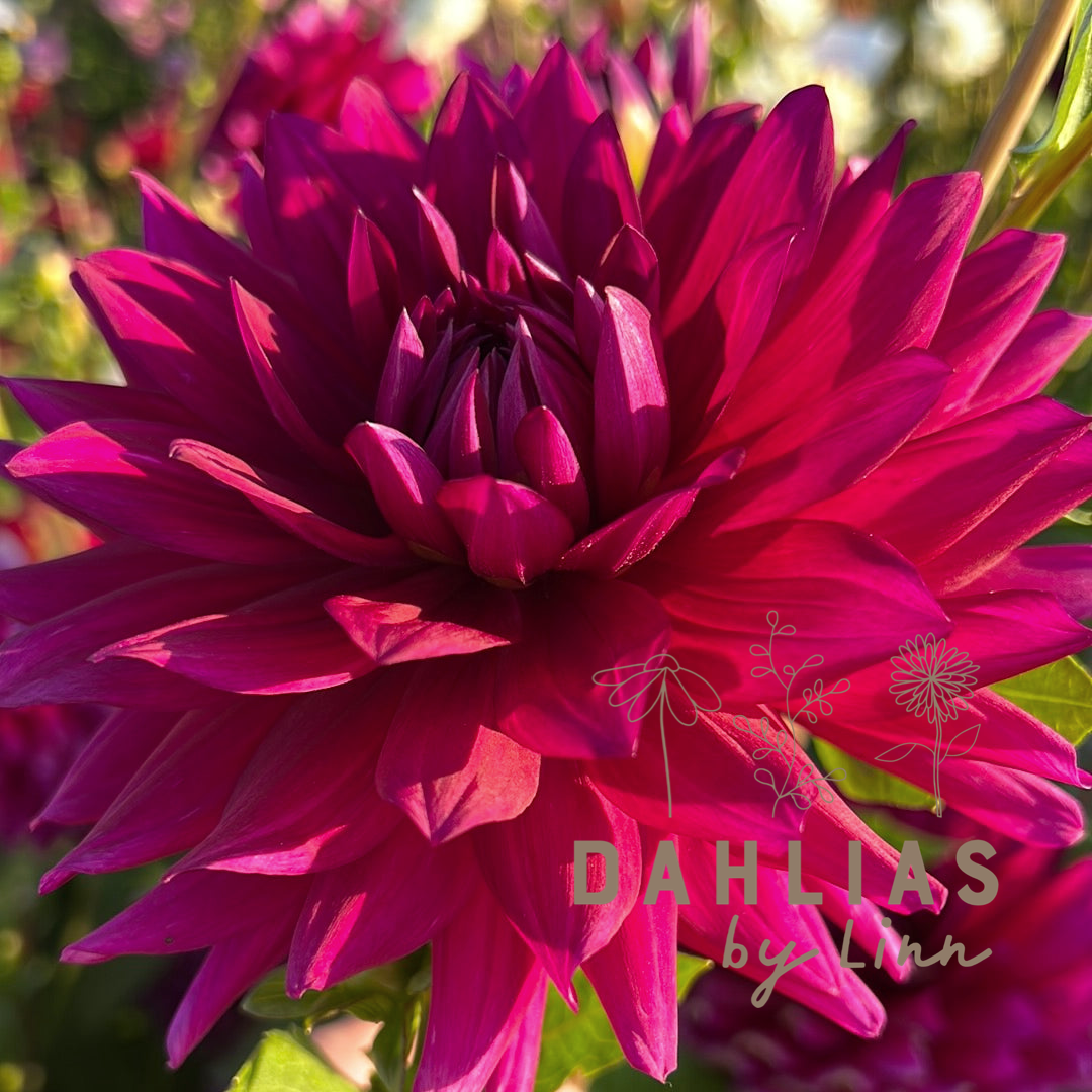Dahlia Berner Oberland