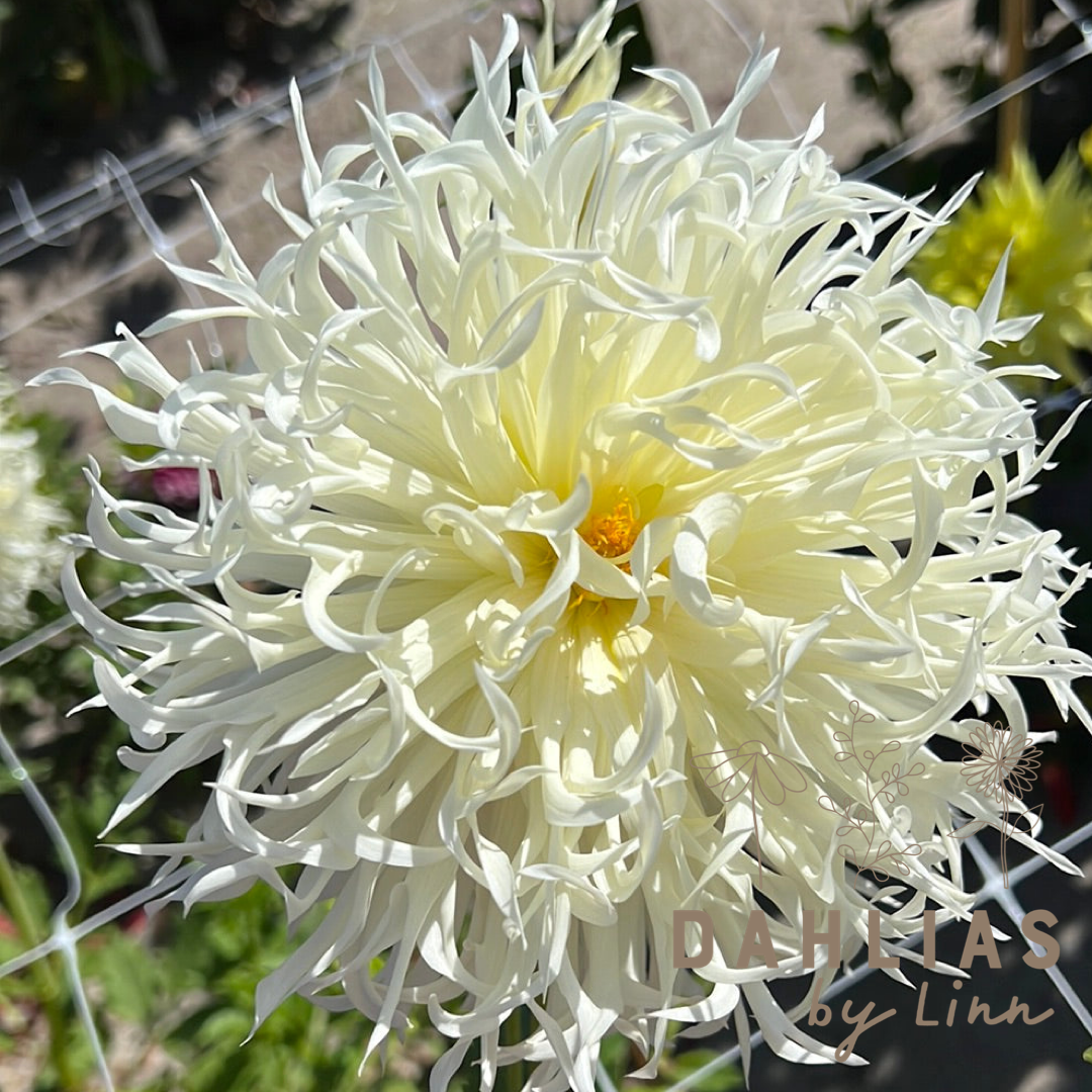 Dahlia Tsuki-yori-no-shisha