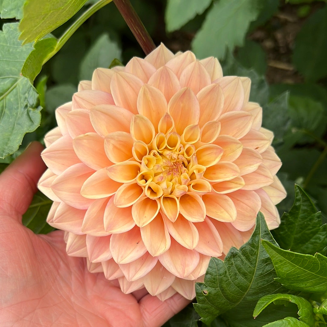 Dahlia Prinsess Elizabeth