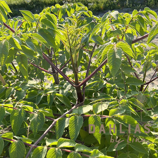 Dahlia Imperialis