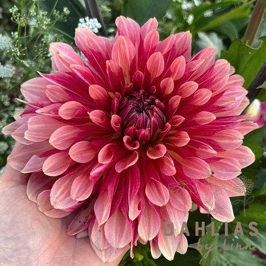 Dahlia Misses Dutch