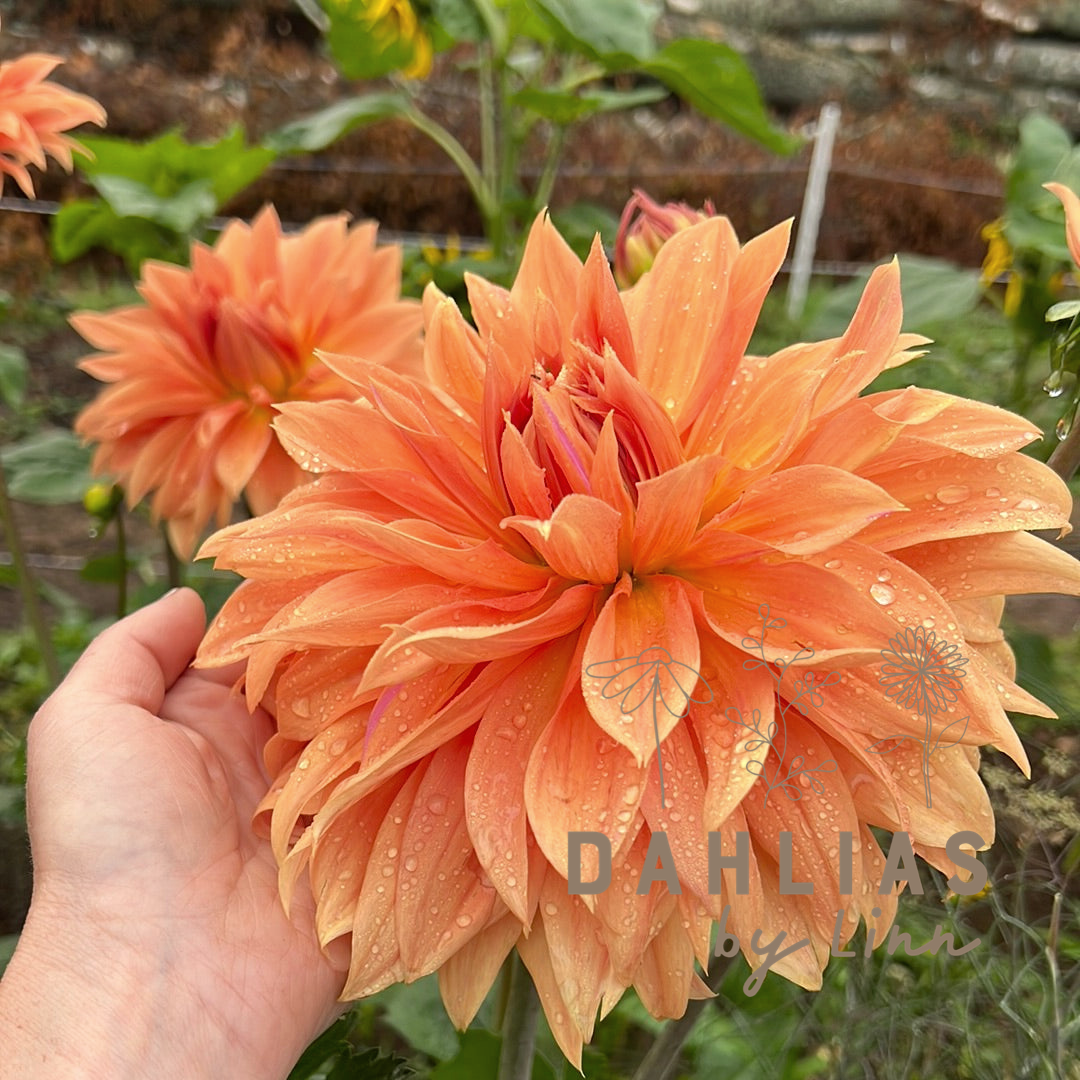 Dahlia Babylon Bronze