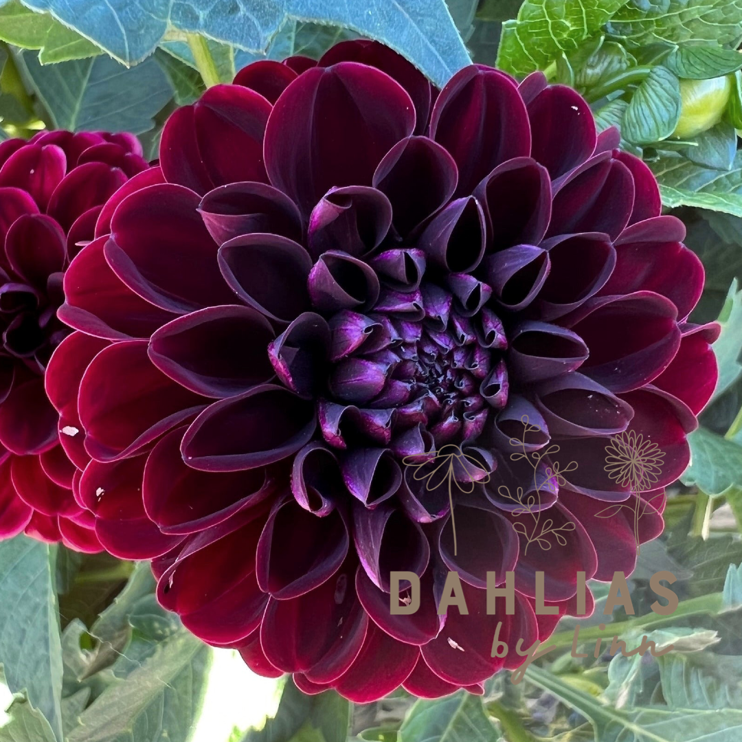 Dahlia Dark Spirit