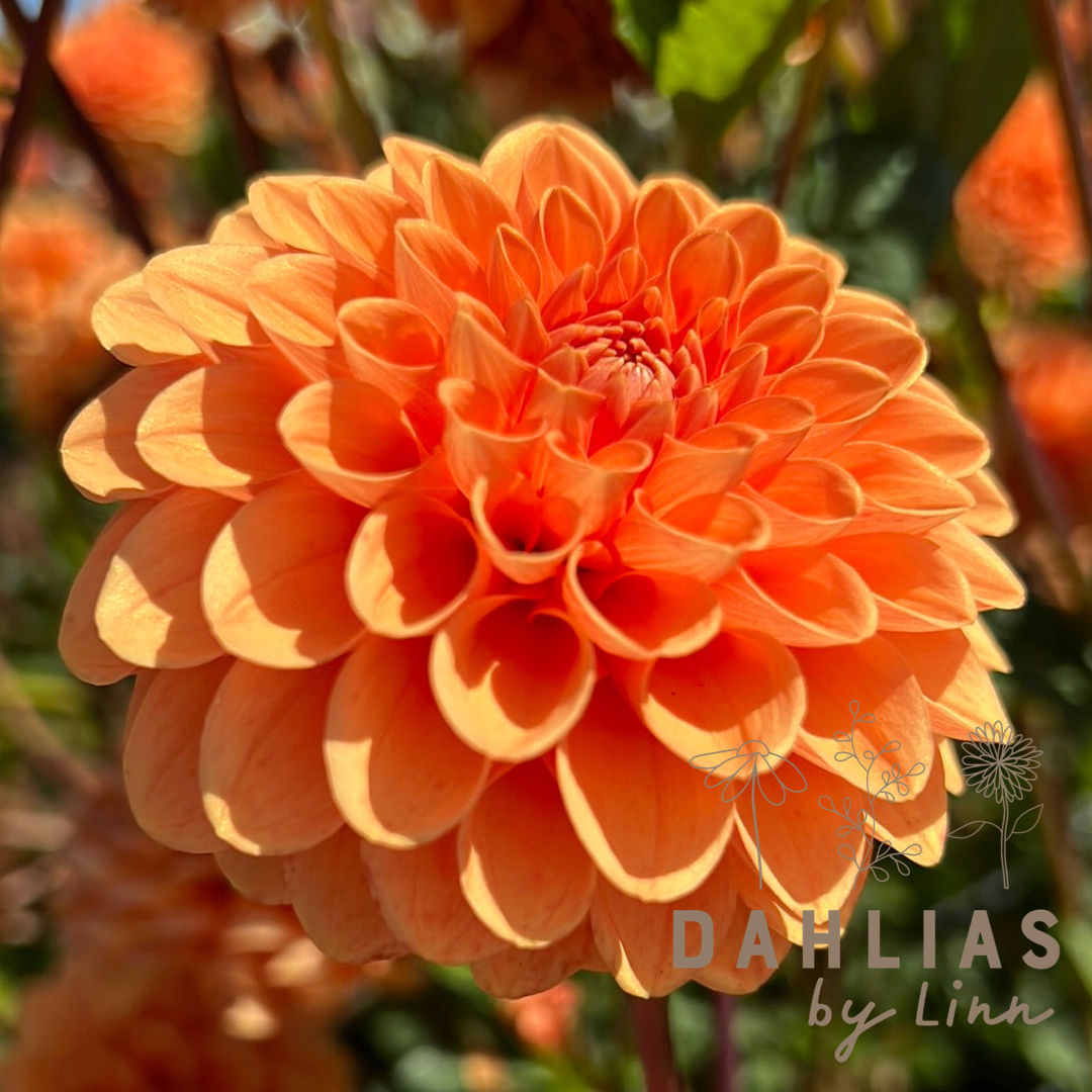Dahlia Sylvia