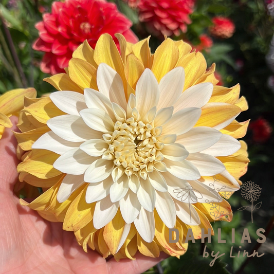 Dahlia Mr. Bojangles