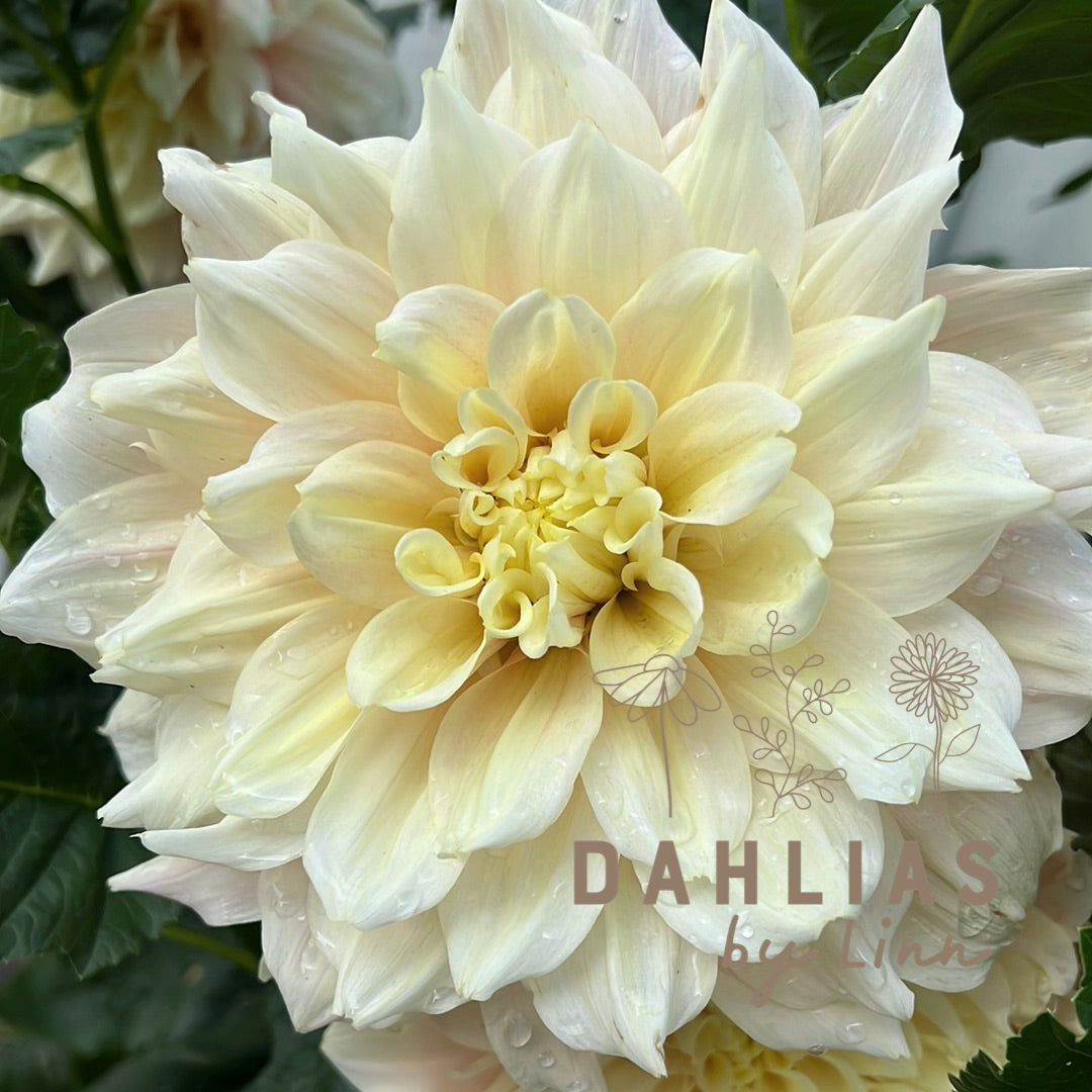 Dahlia Break Out
