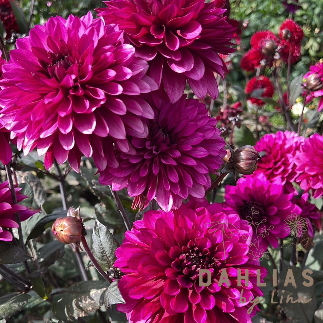 Dahlia Purple Flame
