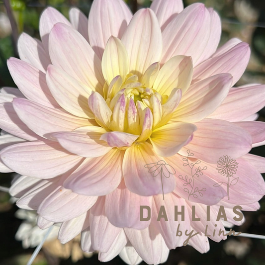 Dahlia Diana's Memory