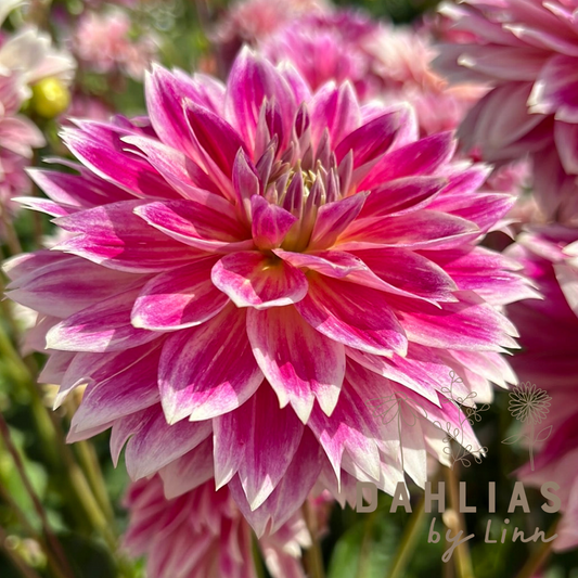Dahlia Temple of Beauty