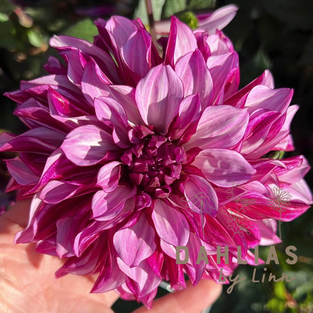 Dahlia Blueberry Classic