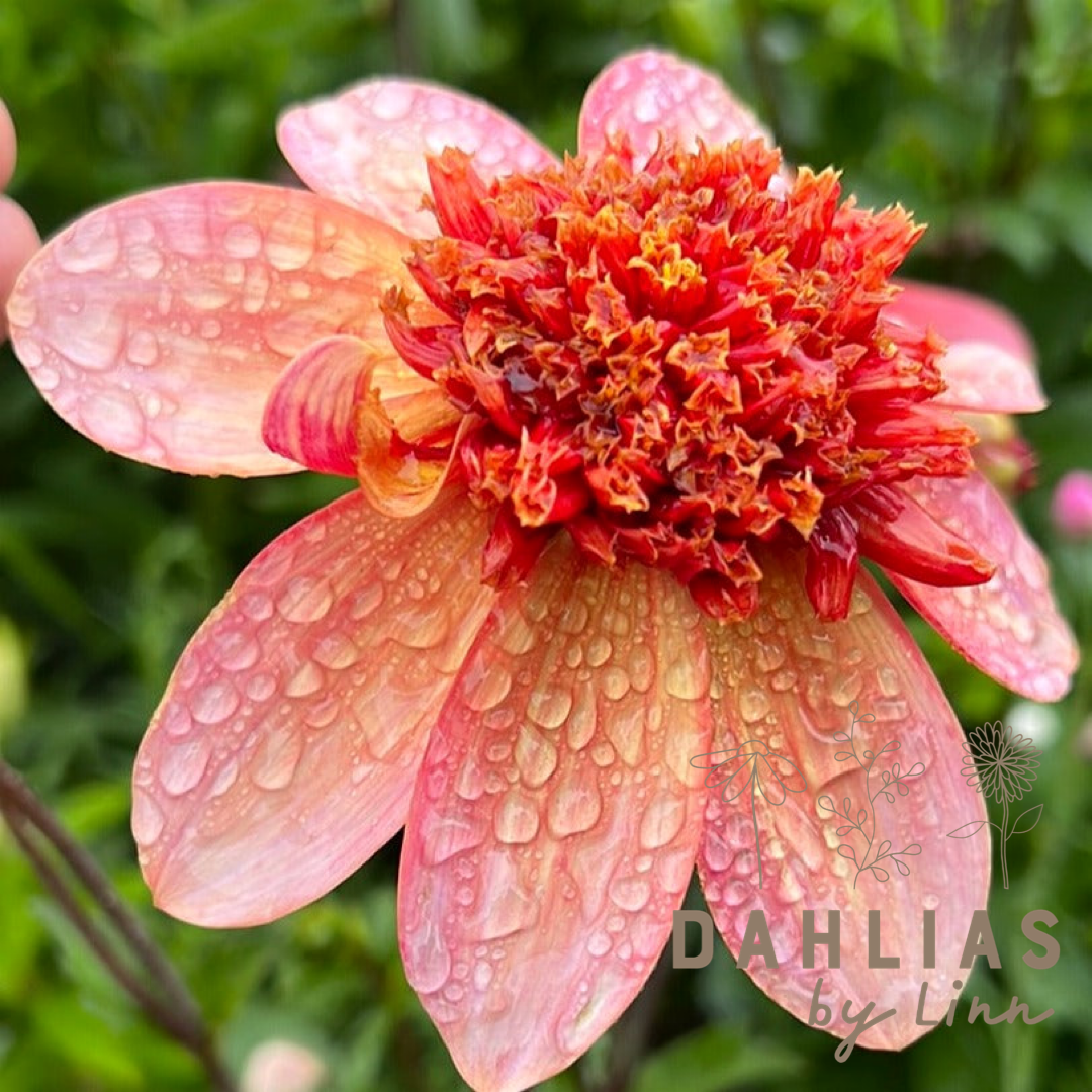 Dahlia Totally Tangerine