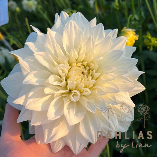 Dahlia White Perfection