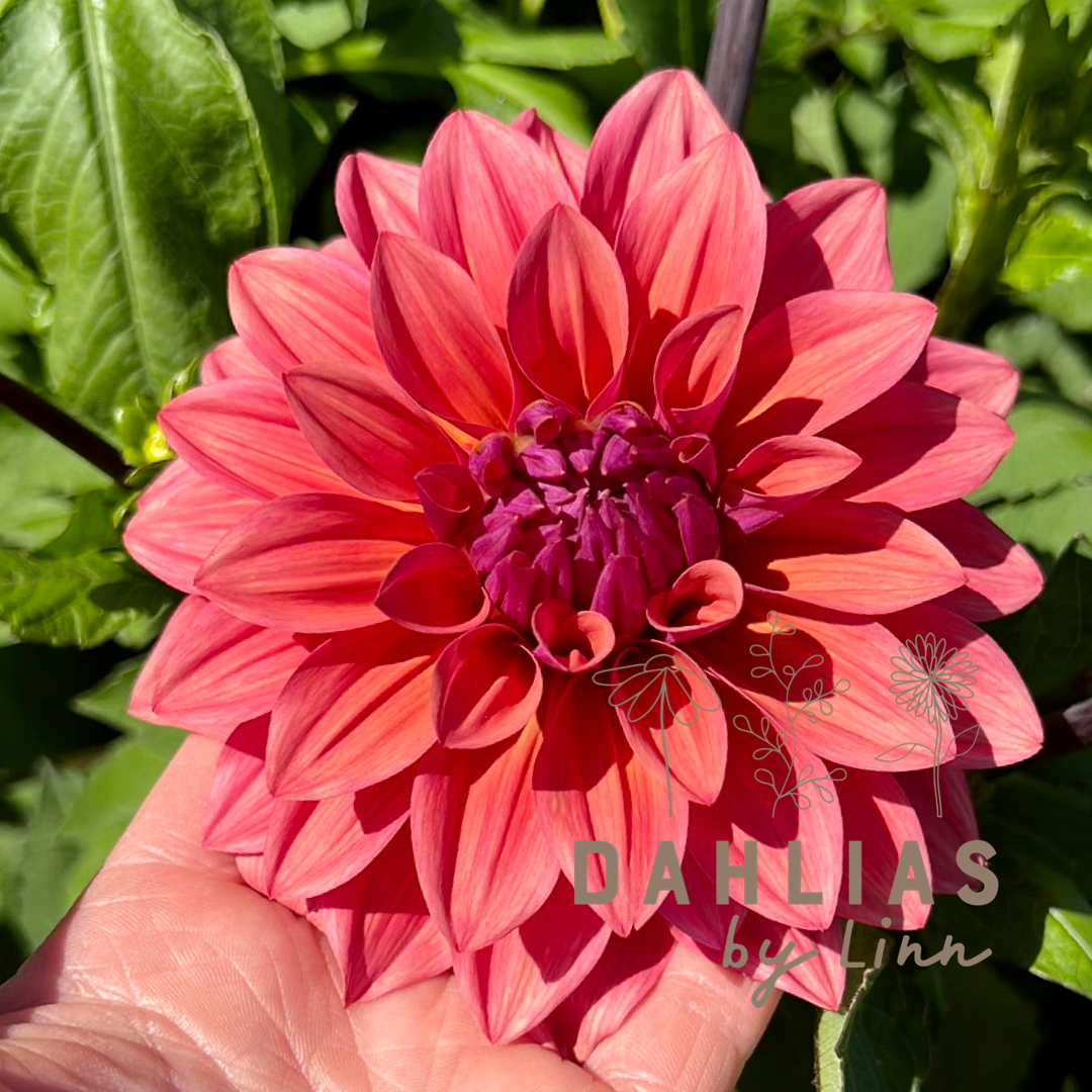 Dahlia American Dawn