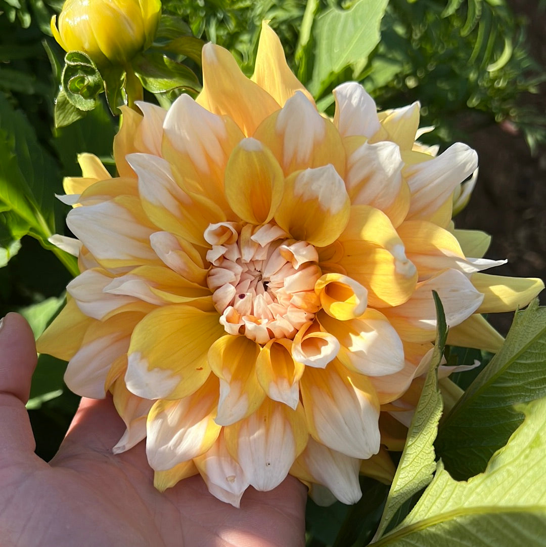 Dahlia Seattle