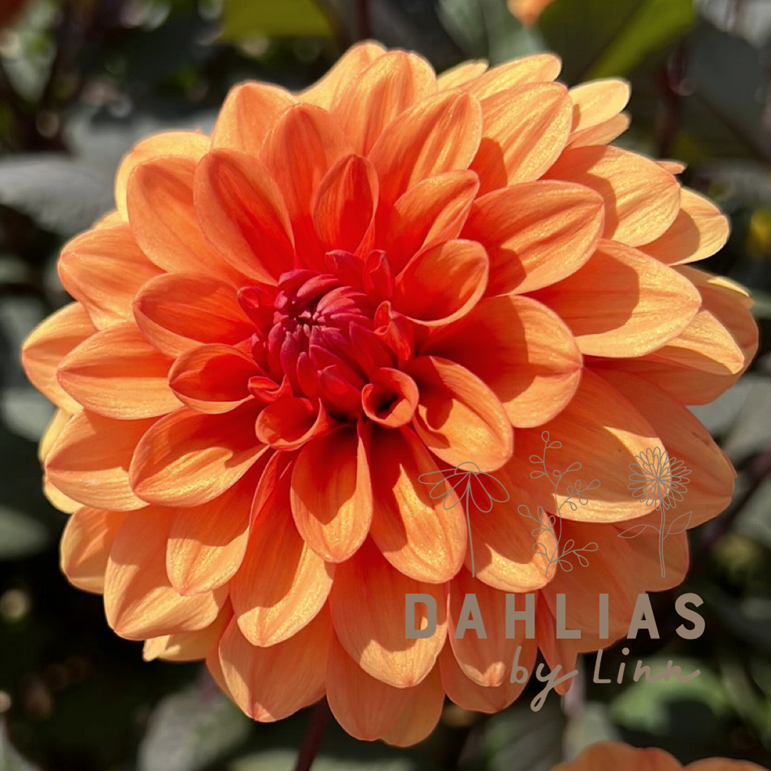 Dahlia David Howard