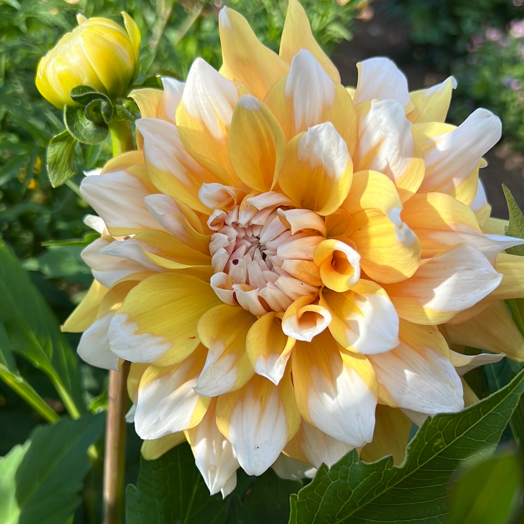 Dahlia Seattle