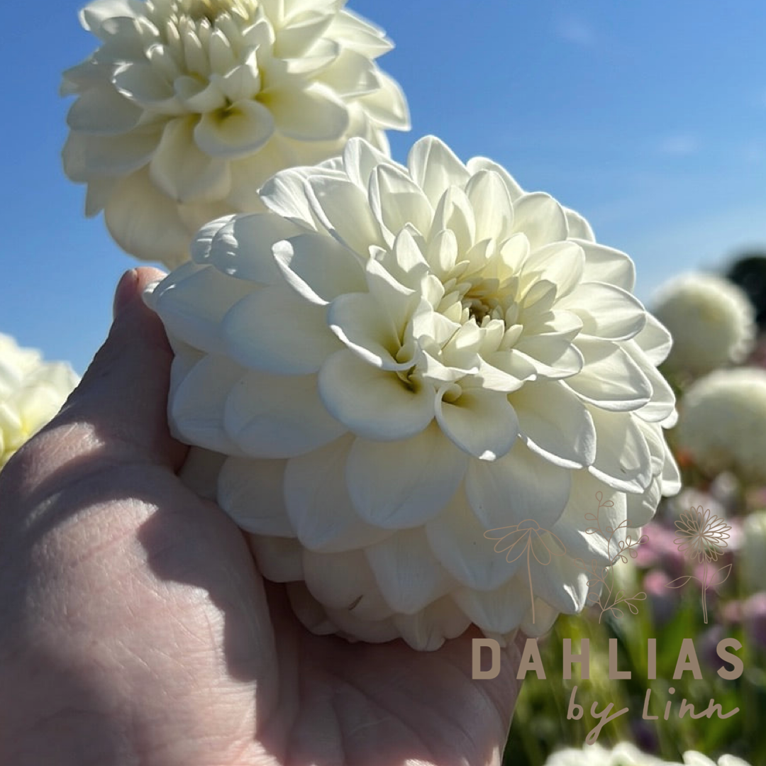 Dahlia Opportunity