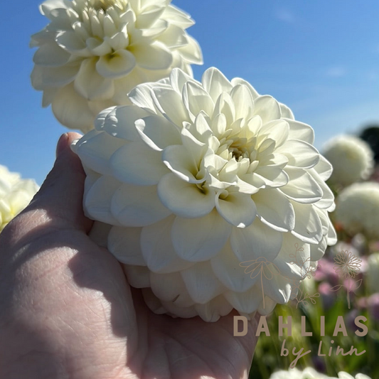 Dahlia Opportunity