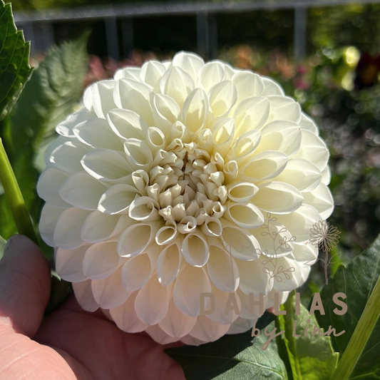 Dahlia Boom Boom White