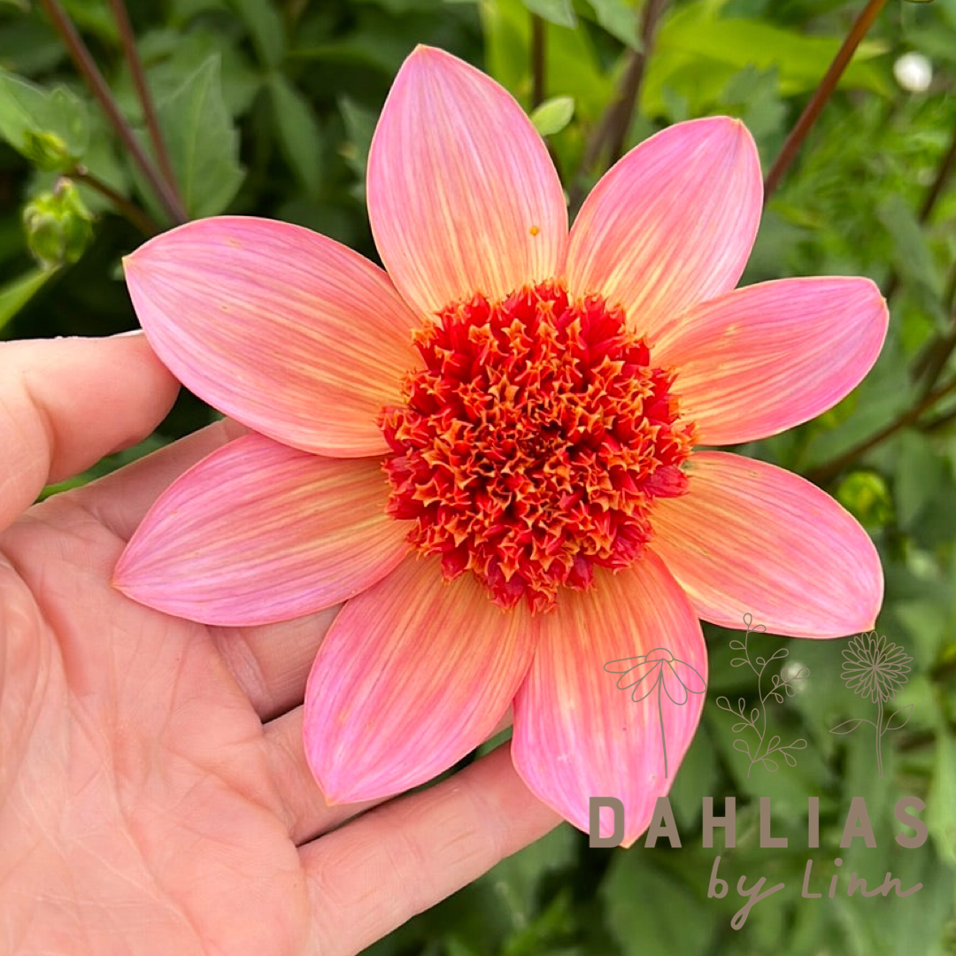 Dahlia Totally Tangerine