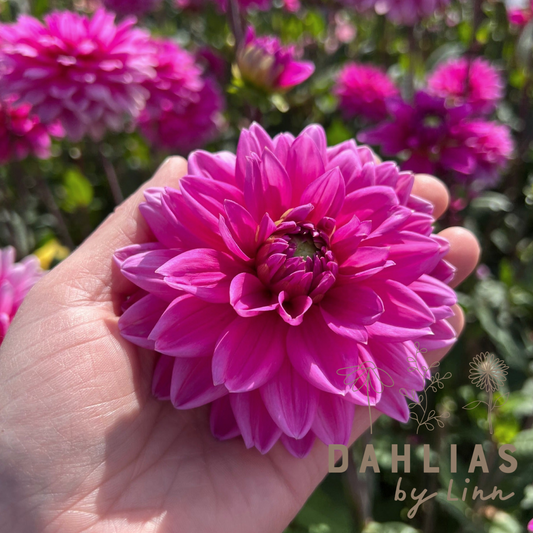 Dahlia Nashville