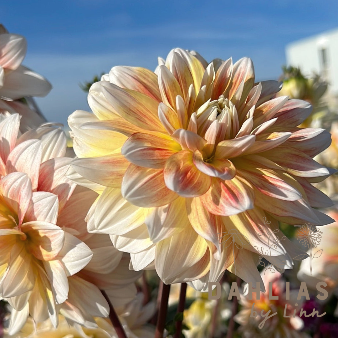 Dahlia Peaches and Cream Utgår!