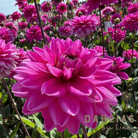 Dahlia Nashville