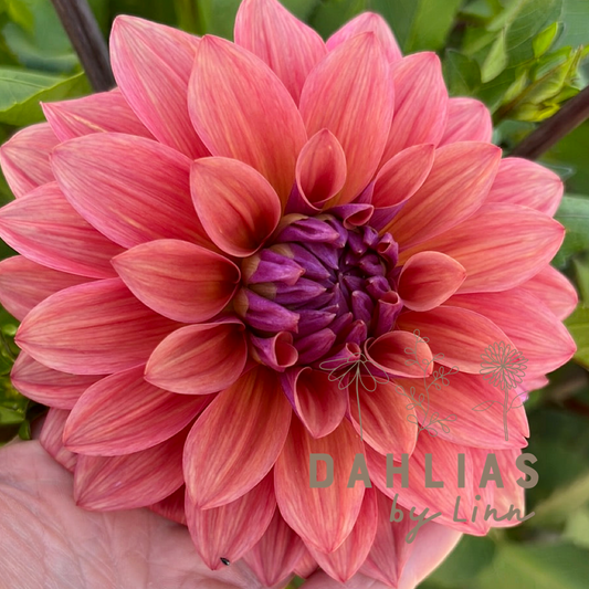 Dahlia American Dawn