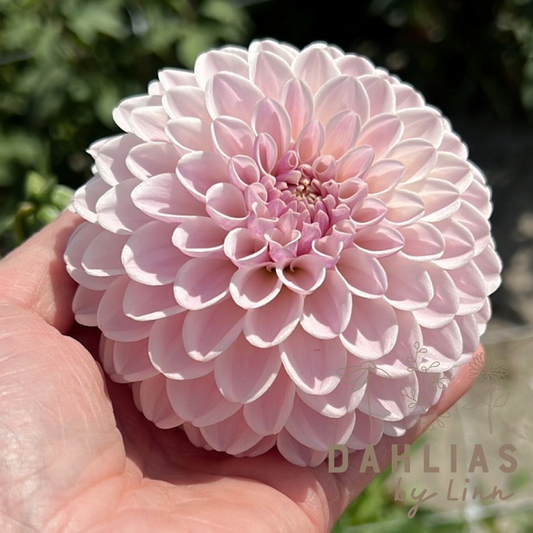 Dahlia Pink Silk