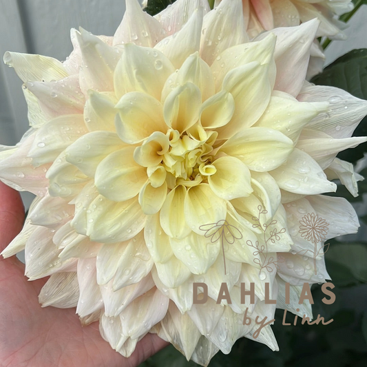 Dahlia Break Out