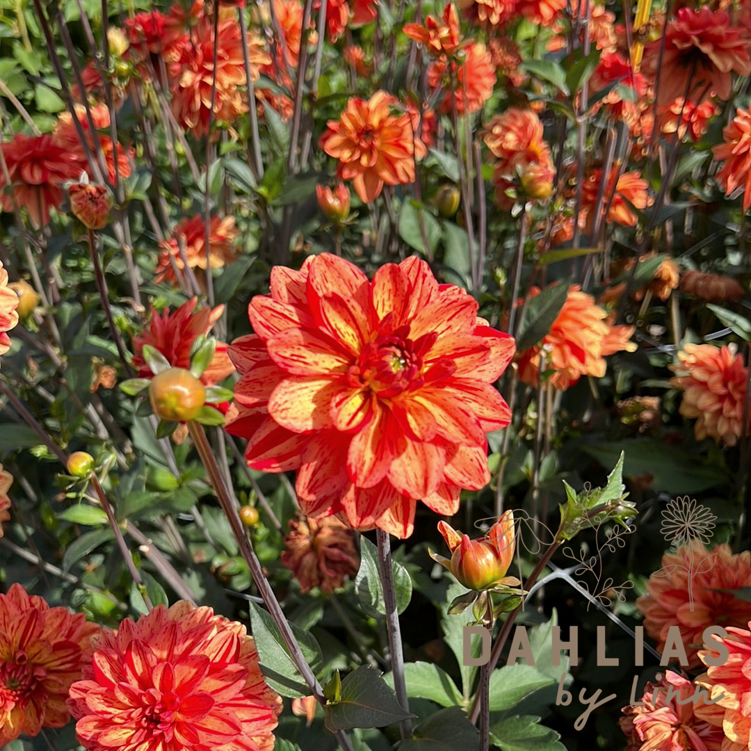 Dahlia Pasolini