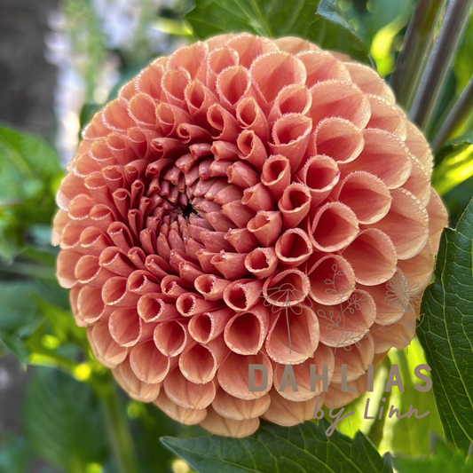 Dahlia Cornel Bronze