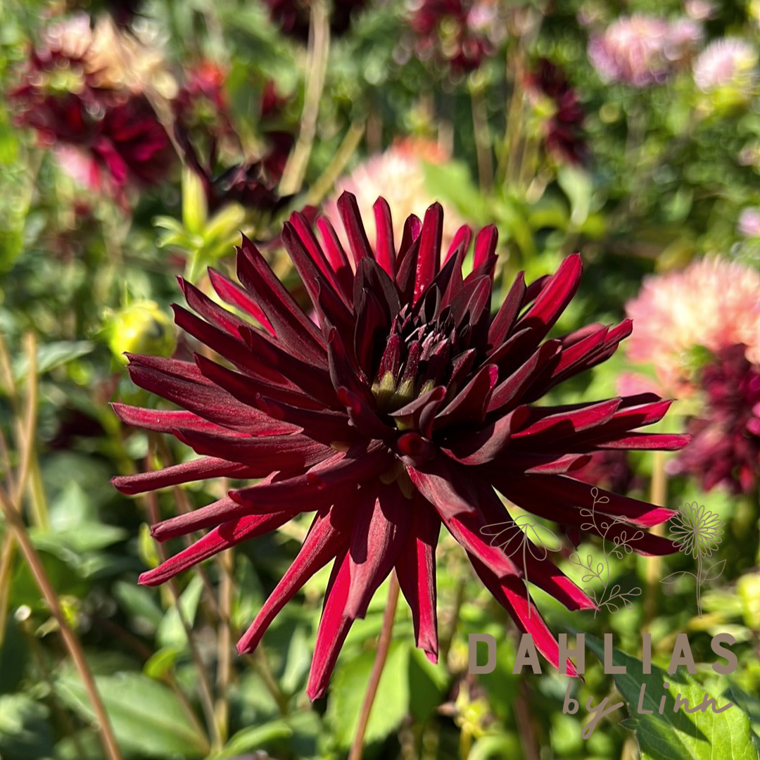 Dahlia Nuit d'Ete