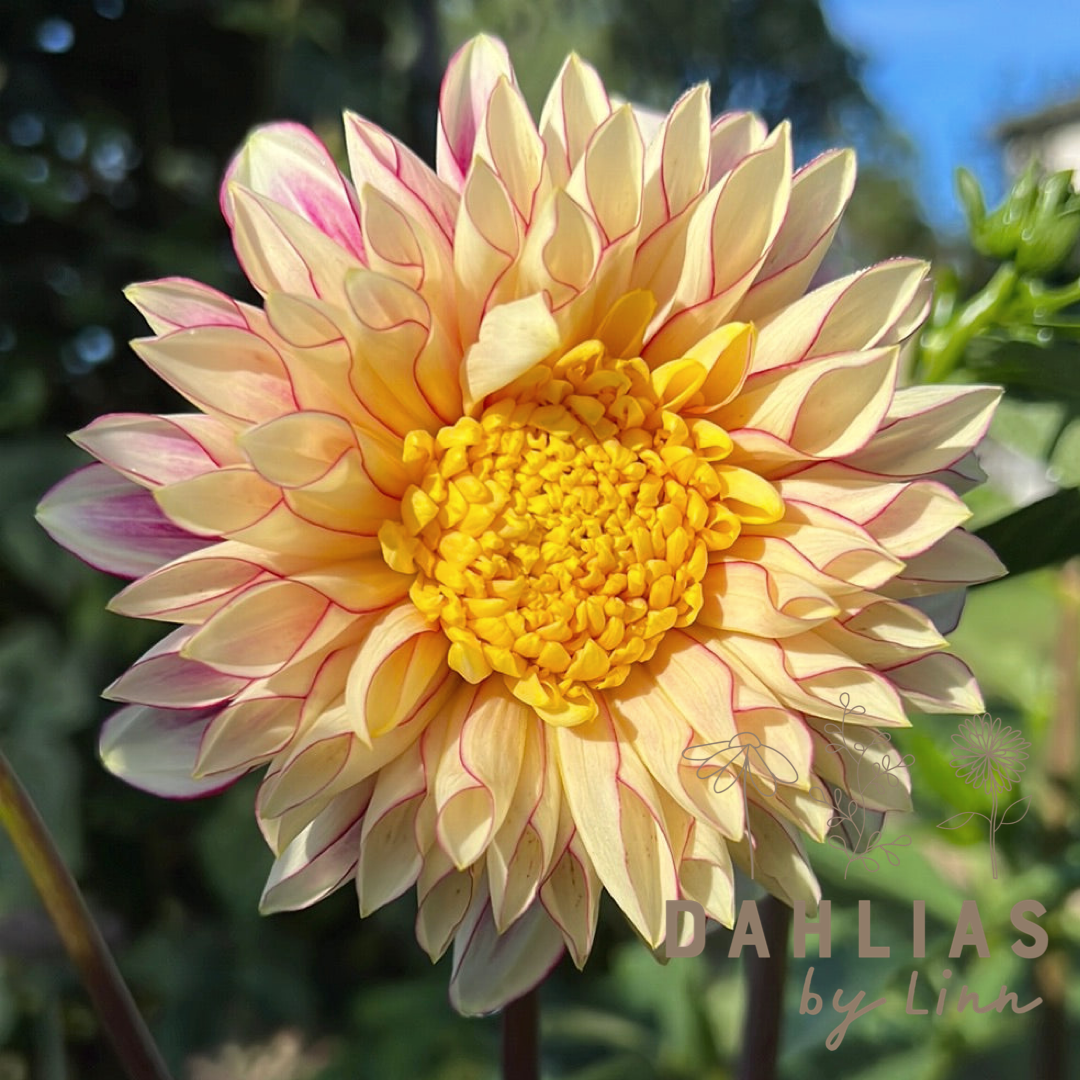 Dahlia Polka