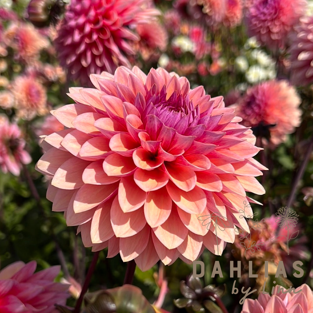 Dahlia Sweet Sanne