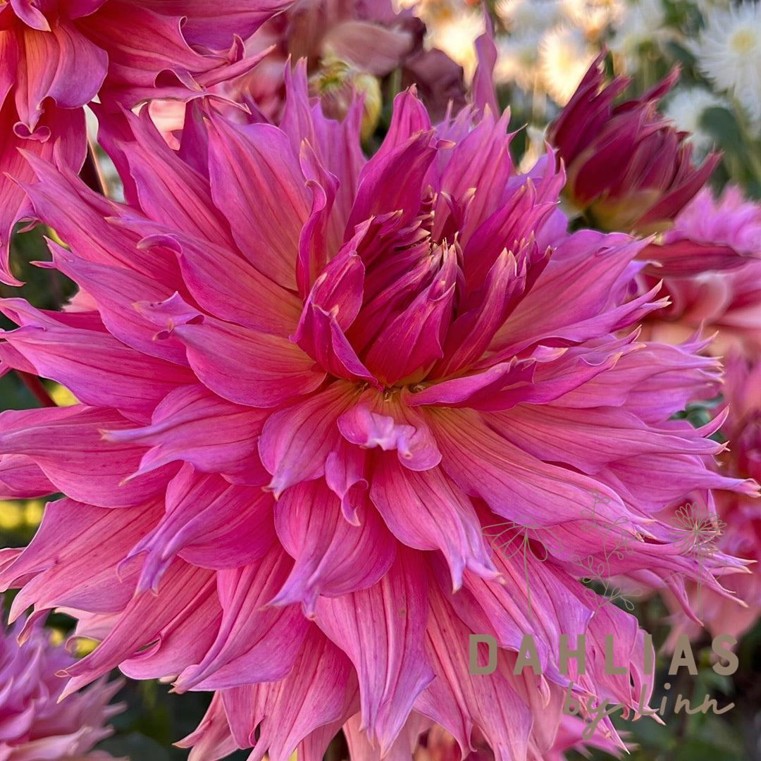Dahlia Omega