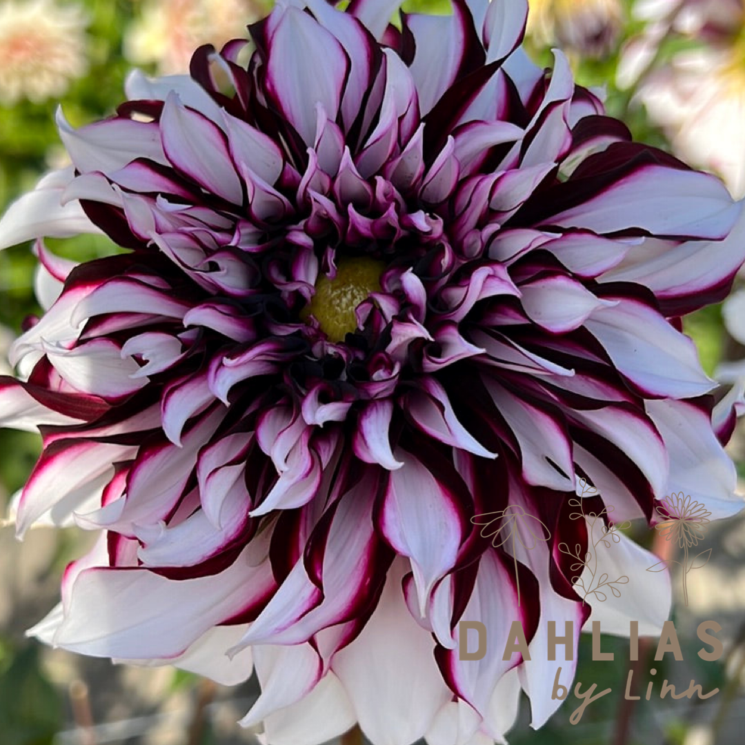 Dahlia Tartan