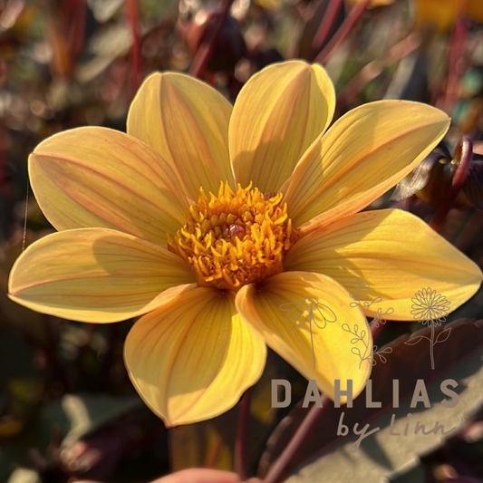 Dahlia HS Party ®