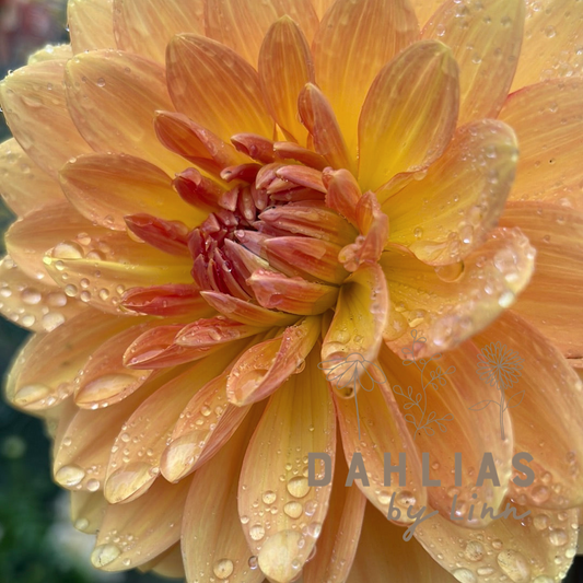 Dahlia Graceland