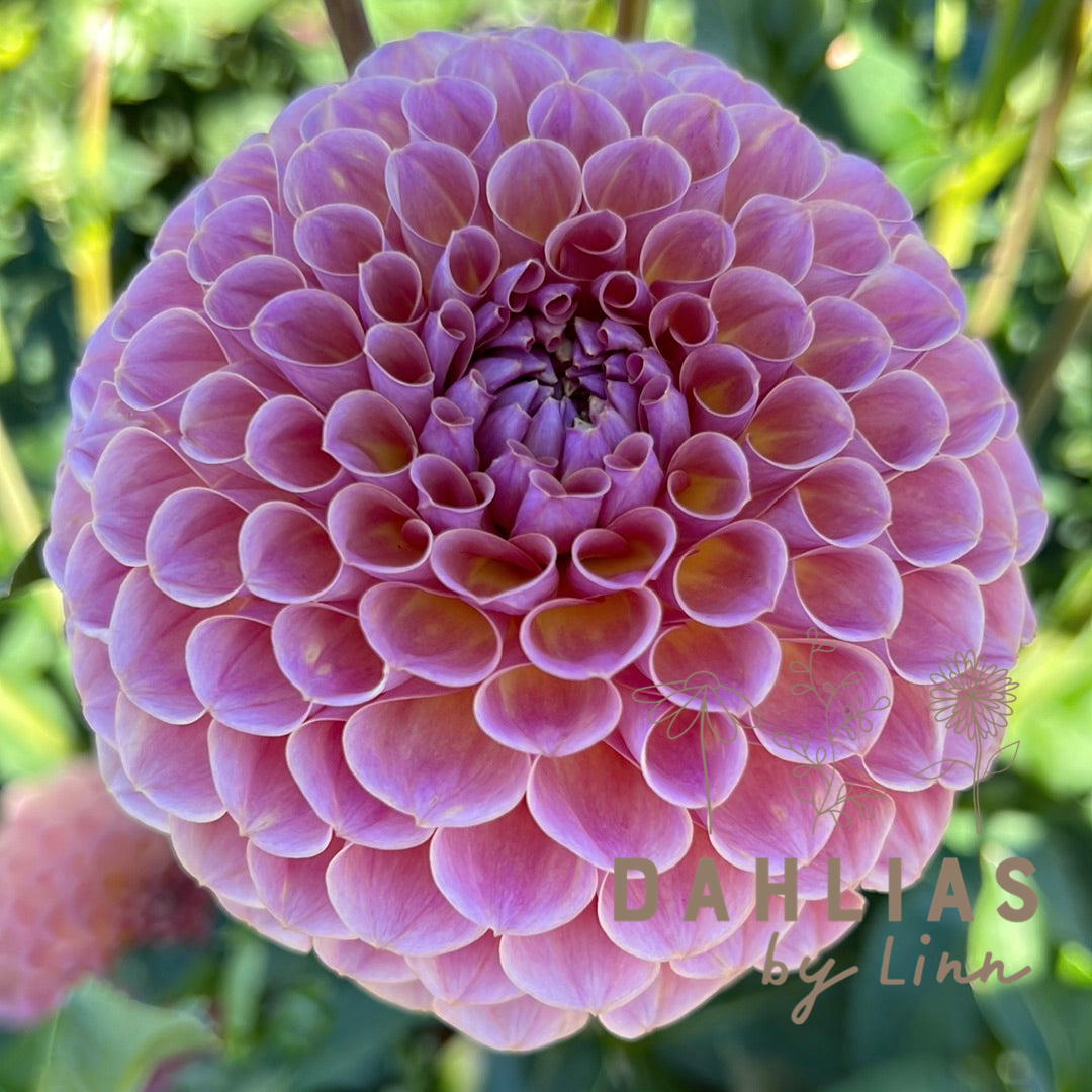 Dahlia Jowey Winnie