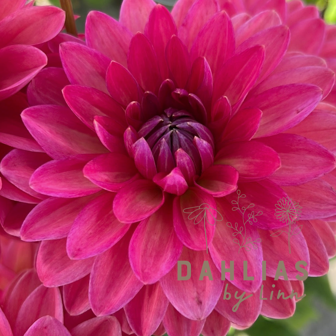 Dahlia Ellen Nauta