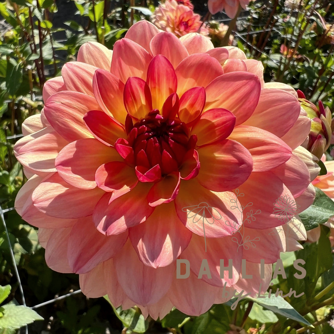 Dahlia Erna Panzer