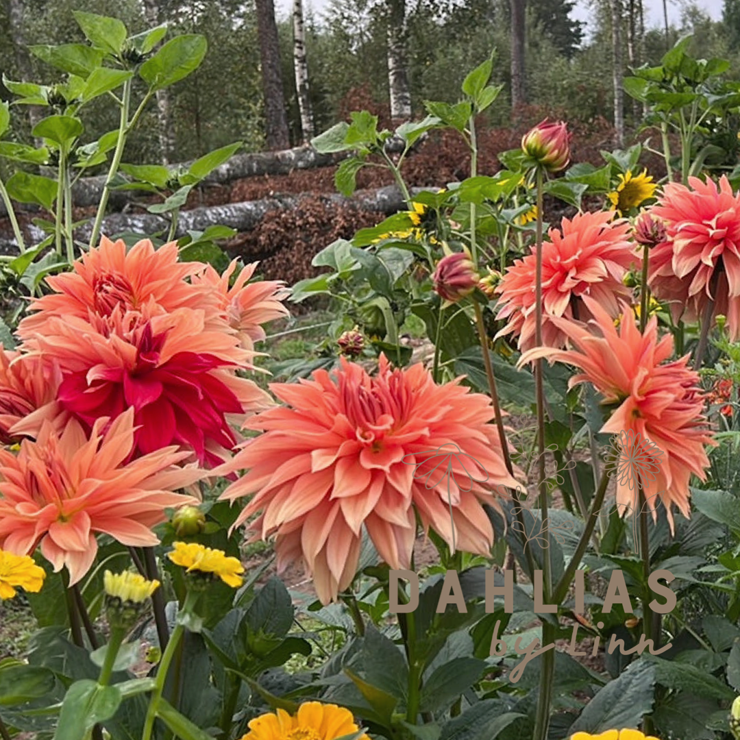Dahlia Babylon Bronze
