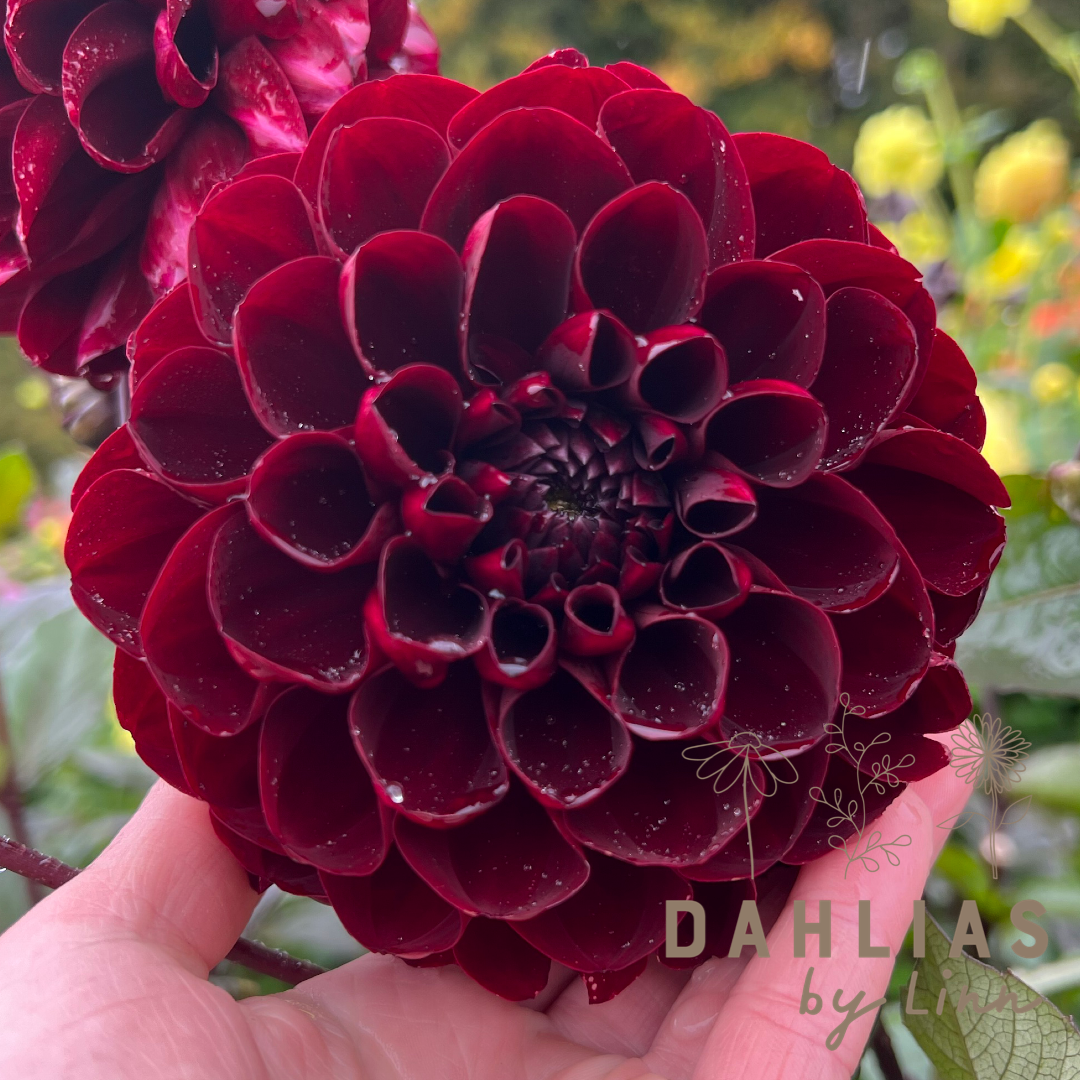 Dahlia Manoa