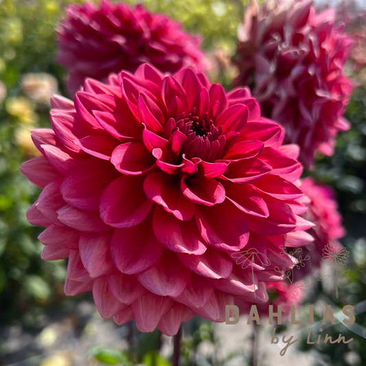 Dahlia Salmon Runner