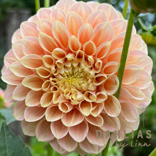 Dahlia Sweet Suzanne